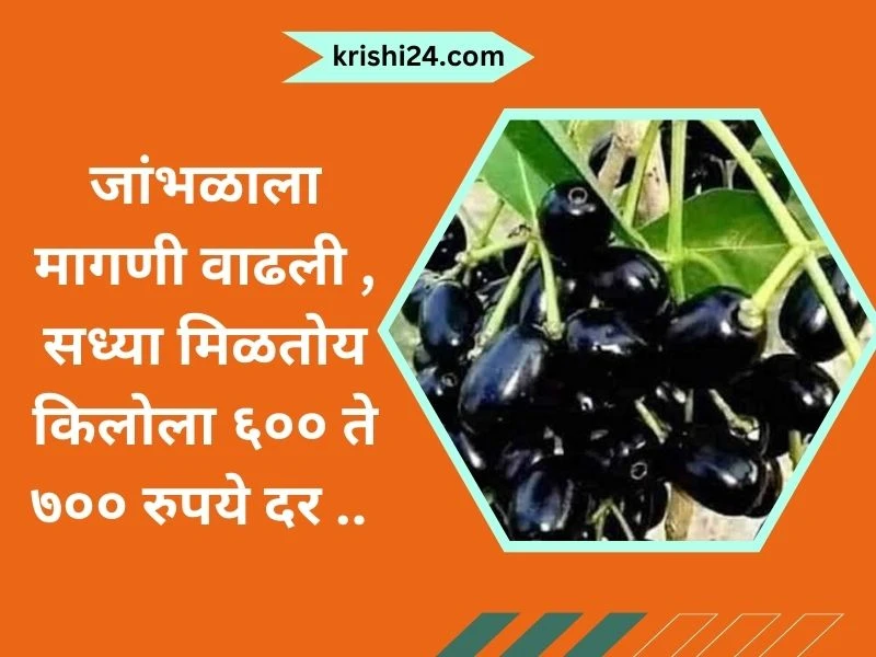 fruit jamun