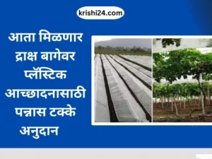 आता मिळणार द्राक्ष बागेवर प्लॅस्टिक आच्छादनासाठी पन्नास टक्के अनुदान