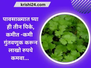 पावसाळ्यात घ्या ही तीन पिके, कमीत -कमी गुंतवणूक करून लाखो रुपये कमवा...