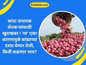 कांदा उत्पादक शेतकऱ्यांसाठी खुशखबर ! ‘या’ एका कारणामुळे कांद्याच्या दरात येणार तेजी, किती वाढणार भाव?
