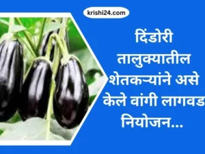 दिंडोरी तालुक्यातील शेतकऱ्यांने असे केले वांगी लागवड नियोजन...