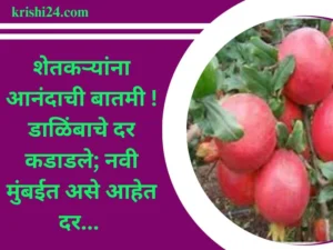 डाळिंबाचे दर कडाडले; नवी मुंबईत असे आहेत दर...