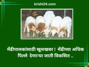 मेंढीपालकांसाठी खुशखबर ! मेंढीच्या अधिक पिल्ले देणाऱ्या जाती विकसित ..