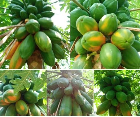 papaya dene ahe.