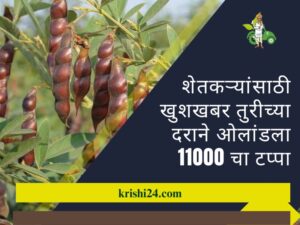 शेतकऱ्यांसाठी खुशखबर तुरीच्या दराने ओलांडला 11000 चा टप्पा