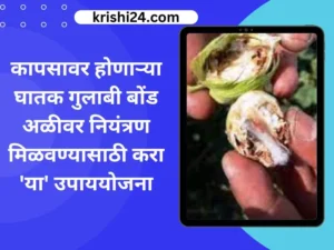 कापसावर होणाऱ्या घातक गुलाबी बोंड अळीवर नियंत्रण मिळवण्यासाठी करा 'या' उपाययोजना