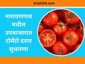 कृषिमंत्र्यांचे मोठे वक्तव्य, शेतकऱ्यांना पेरणीआधी सरकार १० हजार देण्याच्या तयारीत.