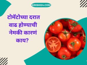 टोमॅटोच्या दरात वाढ होण्याची नेमकी कारणं काय