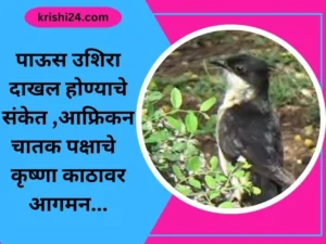 पाऊस उशिरा दाखल होण्याचे संकेत आफ्रिकन चातक पक्षाचे कृष्ण काठावर आगमन