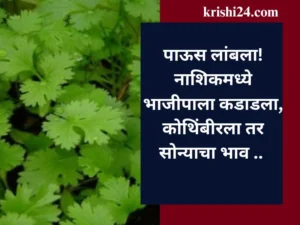 पाऊस लांबला! नाशिकमध्ये भाजीपाला कडाडला, कोथिंबीरला तर सोन्याचा भाव ..