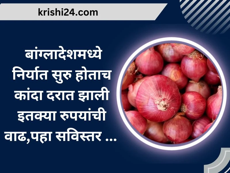 बांग्लादेशमध्ये निर्यात सुरु होताच कांदा दरात झाली इतक्या रुपयांची वाढ,पहा सविस्तर ...