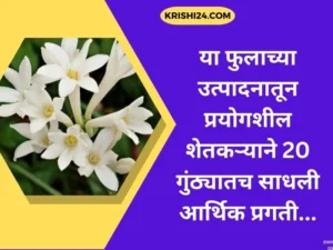 या फुलाच्या उत्पादनातून प्रयोगशील शेतकऱ्याने 20 गुंठ्यातच साधली आर्थिक प्रगती..