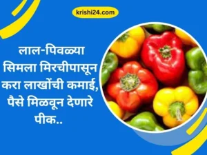 लाल-पिवळ्या सिमला मिरचीपासून करा लाखोंची कमाई, पैसे मिळवून देणारे पीक..