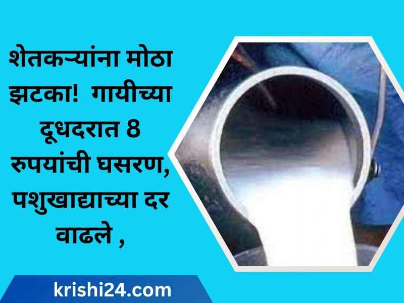 शेतकऱ्यांना मोठा झटका! गायीच्या दूधदरात 8 रुपयांची घसरण, पशुखाद्याच्या दर वाढले ,