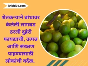 शेतकऱ्याने बांधावर केलेली लागवड ठरली दुहेरी फायद्याची,