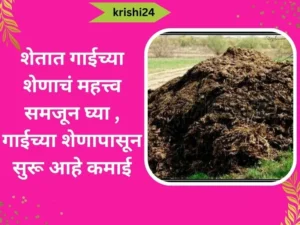 शेतात गाईच्या शेणाचं महत्त्व समजून घ्या , गाईच्या शेणापासून सुरू आहे कमाई