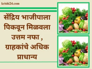 सेंद्रिय भाजीपाला पिकवून मिळवला उत्तम नफा , ग्राहकांचे अधिक प्राधान्य