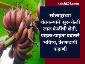 सोलापूरच्या शेतकऱ्यांने सुरू केली लाल केळींची शेती,