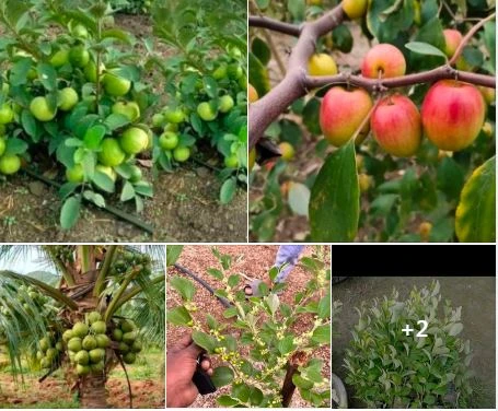 fruit plant sell