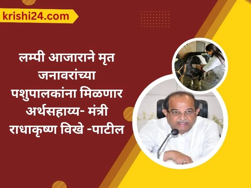 लम्पी आजाराने मृत जनावरांच्या पशुपालकांना मिळणार अर्थसहाय्य- मंत्री राधाकृष्ण विखे -पाटील