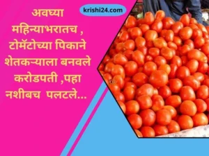 अवघ्या महिन्याभरातच , टोमॅटोच्या पिकाने शेतकऱ्याला बनवले करोडपती ,पहा नशीबच पलटले...