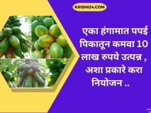एका हंगामात पपई पिकातून कमवा 10 लाख रुपये उत्पन्न ..
