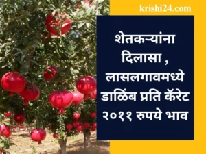 शेतकऱ्यांना दिलासा , लासलगावमध्ये डाळिंब प्रति कॅरेट २०११ रुपये भाव
