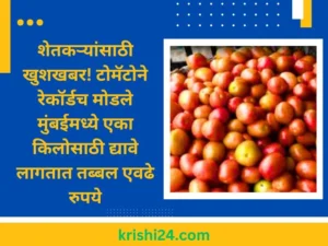 टोमॅटोने रेकॉर्डच मोडले मुंबईमध्ये एका किलोसाठी द्यावे लागतात तब्बल एवढे रुपये