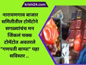 टोमॅटोने सगळ्यांचंच मन जिंकलं चक्क टोमॅटोत अवतरले गणपती बाप्पा पहा सविस्तर ..
