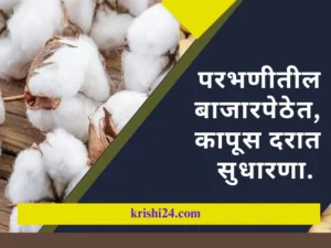 परभणीतील बाजारपेठांत कापूस दरात सुधारणा