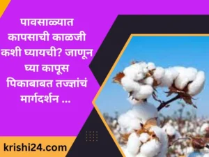 पावसाळ्यात कापसाची काळजी कशी घ्यायची जाणून घ्या कापूस पिकाबाबत तज्ज्ञांचं मार्गदर्शन ...