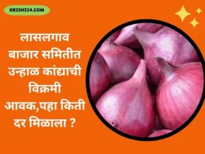 लासलगाव बाजार समितीत उन्हाळ कांद्याची विक्रमी आवक,पहा किती दर मिळाला .