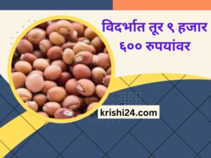 विदर्भात तूर ९ हजार ६०० रुपयांवर