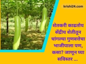 शेतकरी काढतोय सेंद्रीय शेतीतून चांगल्या गुणवत्तेचा भाजीपाला पण, कसा जाणून घ्या सविस्तर ...