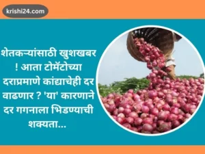शेतकऱ्यांसाठी खुशखबर ! आता टोमॅटोच्या दराप्रमाणे कांद्याचेही दर वाढणार ...