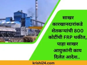 साखर कारखानदारांकडे शेतकऱ्यांची 800 कोटींची FRP थकीत, पाहा साखर आयुक्तांनी काय दिलेत आदेश..
