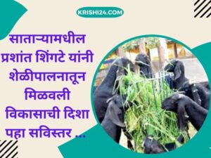 साताऱ्यामधील प्रशांत शिंगटे यांनी शेळीपालनातून मिळवली विकासाची दिशा पहा सविस्तर ...