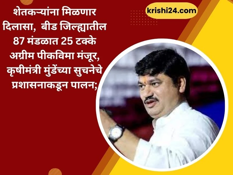 शेतकऱ्यांना मिळणार दिलासा, बीड जिल्ह्यातील 87 मंडळात 25 टक्के अग्रीम पीकविमा मंजूर, कृषीमंत्री मुंडेंच्या सुचनेचे प्रशासनाकडून पालन;