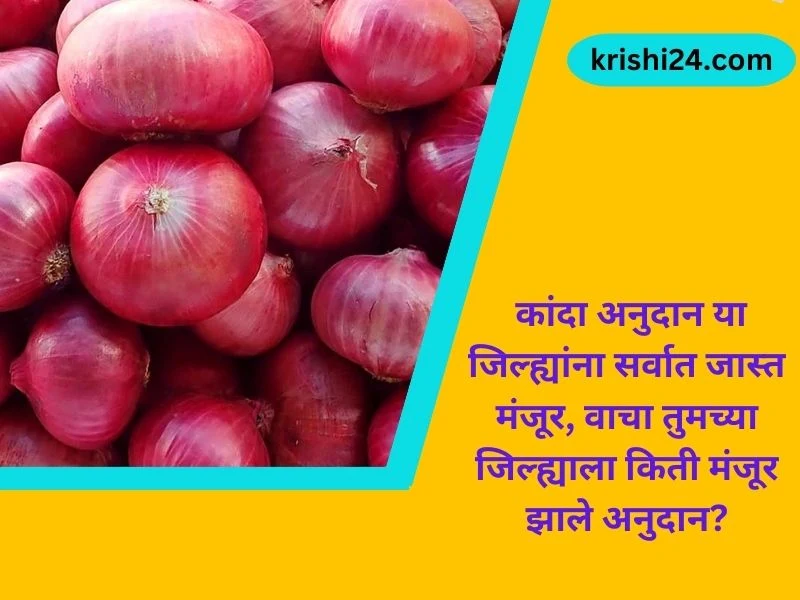 कांदा अनुदान या जिल्ह्यांना सर्वात जास्त मंजूर, वाचा तुमच्या जिल्ह्याला किती मंजूर झाले अनुदान?