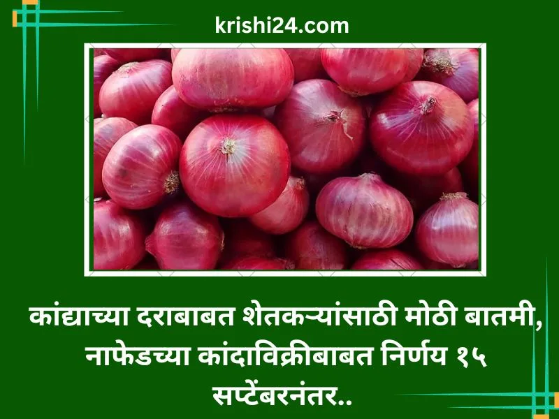 कांद्याच्या दराबाबत शेतकऱ्यांसाठी मोठी बातमी, नाफेडच्या कांदाविक्रीबाबत निर्णय १५ सप्टेंबरनंतर..