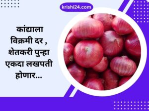 कांद्याला विक्रमी दर , शेतकरी पुन्हा एकदा लखपती हाेणार...