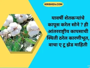 यावर्षी शेतकऱ्यांचे कापूस करेल सोने ही आंतरराष्ट्रीय कापसाची स्थिती ठरेल कारणीभूत, वाचा ए टू झेड माहिती