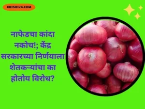नाफेडचा कांदा नकोच!; केंद्र सरकारच्या निर्णयाला शेतकऱ्यांचा का होतोय विरोध?
