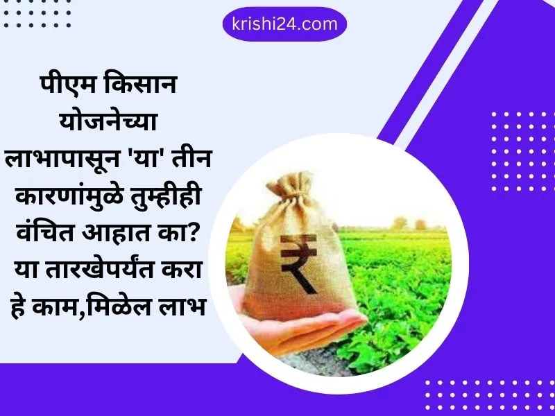 पीएम किसान योजनेच्या लाभापासून 'या' तीन कारणांमुळे तुम्हीही वंचित आहात का? या तारखेपर्यंत करा हे काम,मिळेल लाभ