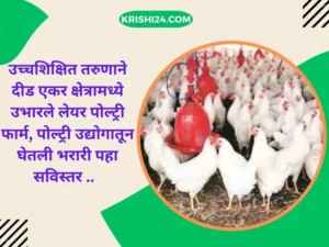 उच्चशिक्षित तरुणाने दीड एकर क्षेत्रामध्ये उभारले लेयर पोल्ट्री फार्म, पोल्ट्री उद्योगातून घेतली भरारी पहा सविस्तर ..