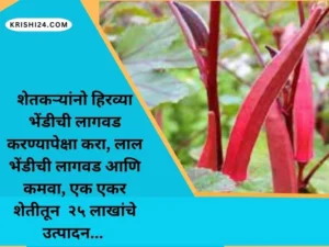 शेतकऱ्यांनो हिरव्या भेंडीची लागवड करण्यापेक्षा करा, लाल भेंडीची लागवड आणि कमवा, एक एकर शेतीतून २५ लाखांचे उत्पादन...
