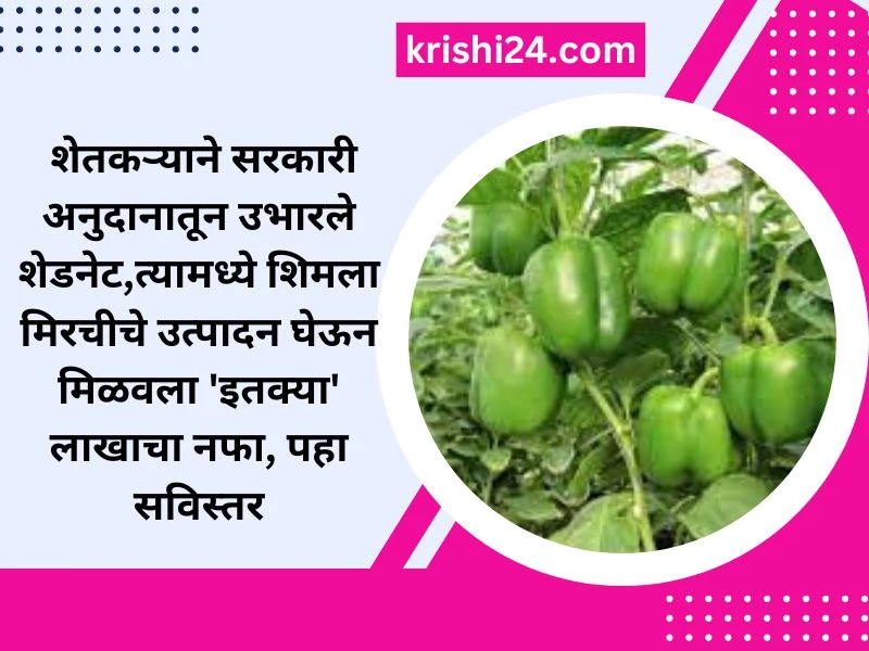 शेतकऱ्याने सरकारी अनुदानातून उभारले शेडनेट,त्यामध्ये शिमला मिरचीचे उत्पादन घेऊन मिळवला 'इतक्या' लाखाचा नफा , पहा सविस्तर