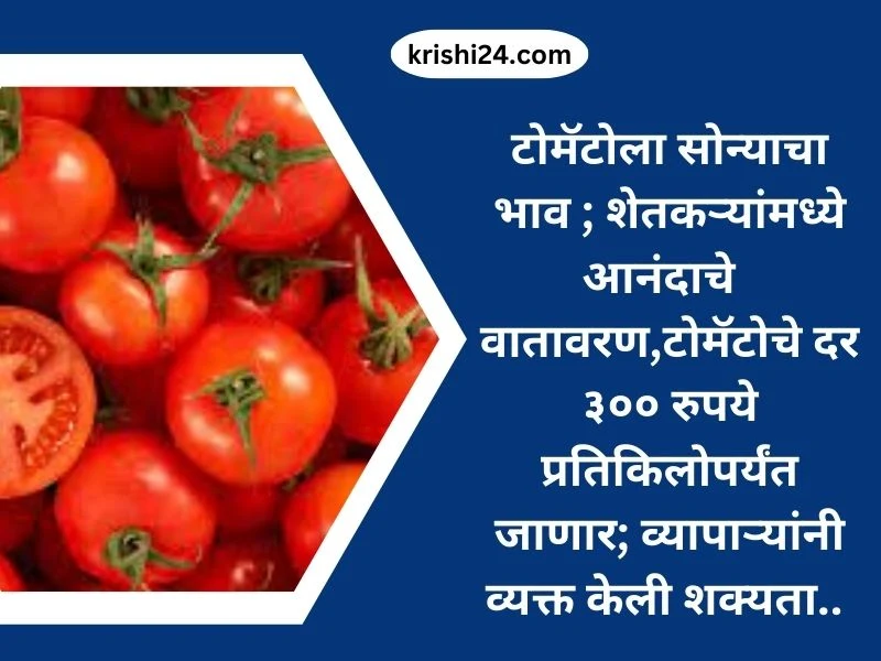 टोमॅटोला सोन्याचा भाव ; शेतकऱ्यांमध्ये आनंदाचे वातावरण,टोमॅटोचे दर ३०० रुपये प्रतिकिलोपर्यंत जाणार; व्यापाऱ्यांनी व्यक्त केली शक्यता..