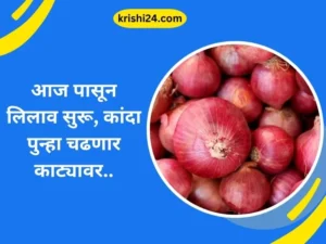 आज पासून लिलाव सुरू कांदा पुन्हा चढणार काट्यावर