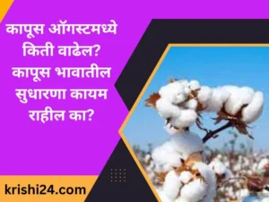 कापूस ऑगस्टमध्ये किती वाढेल कापूस भावातील सुधारणा कायम राहील का